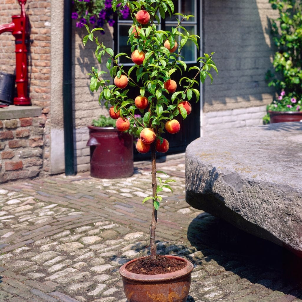 'Melred' Red-Flowered Patio Peach Tree - Image 4