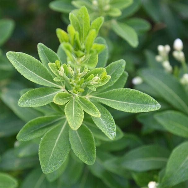 Mexican Orange Blossom | Choisya ternata - Image 3