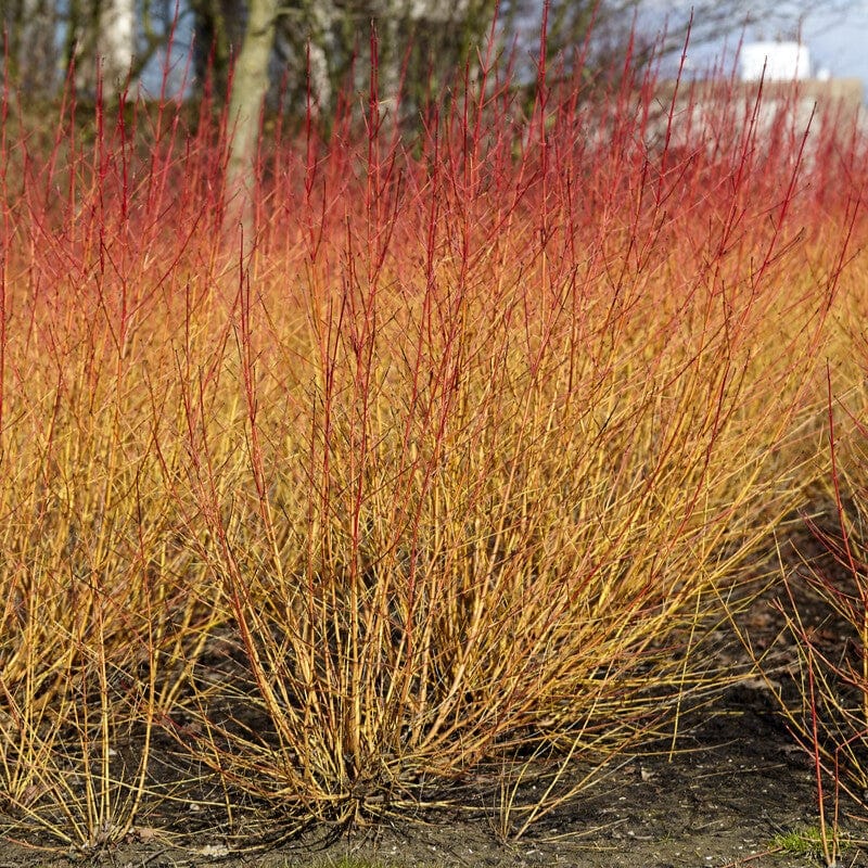 Common Dogwood | Cornus sanguinea 'Midwinter Fire'
