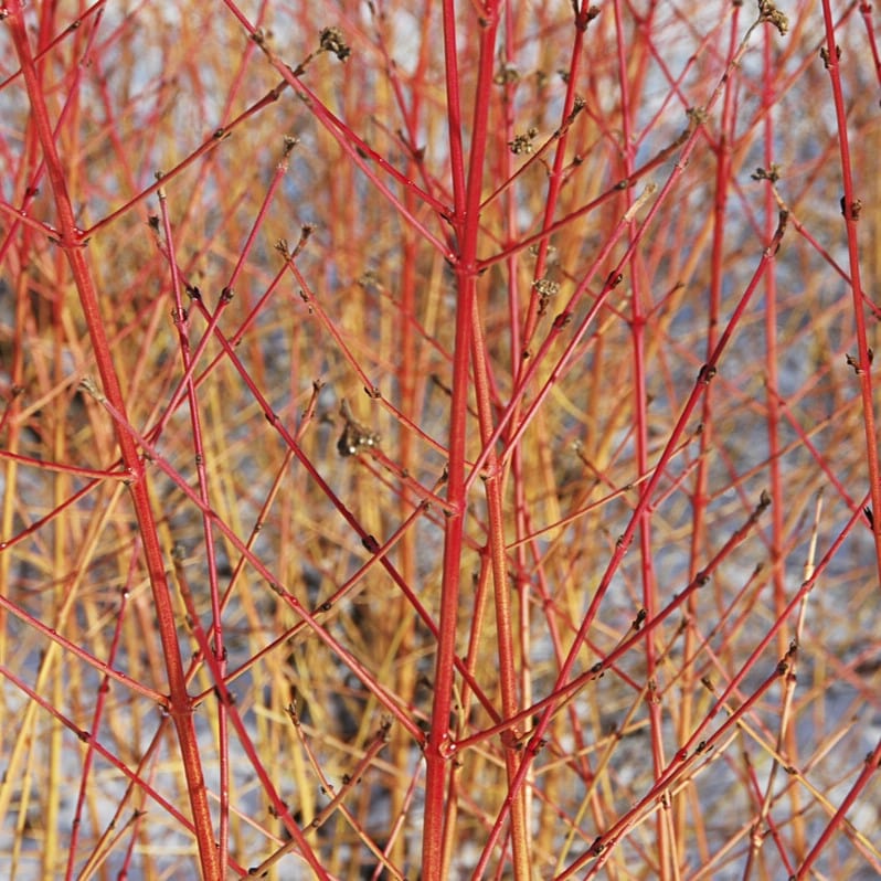 Common Dogwood | Cornus sanguinea 'Midwinter Fire' - Image 2