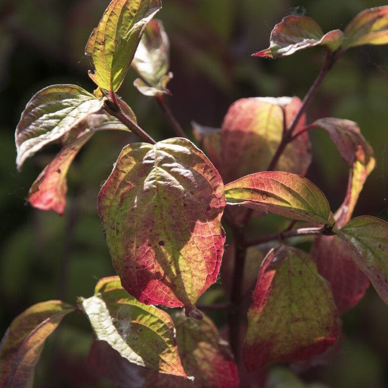 Common Dogwood | Cornus sanguinea 'Midwinter Fire' - Image 3