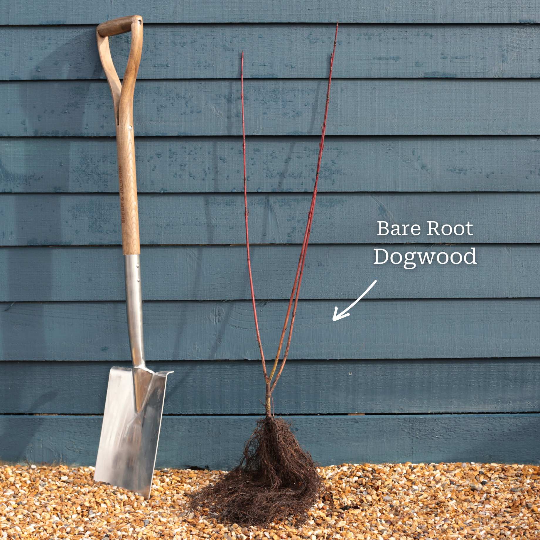 Common Dogwood | Cornus sanguinea 'Midwinter Fire' - Image 5