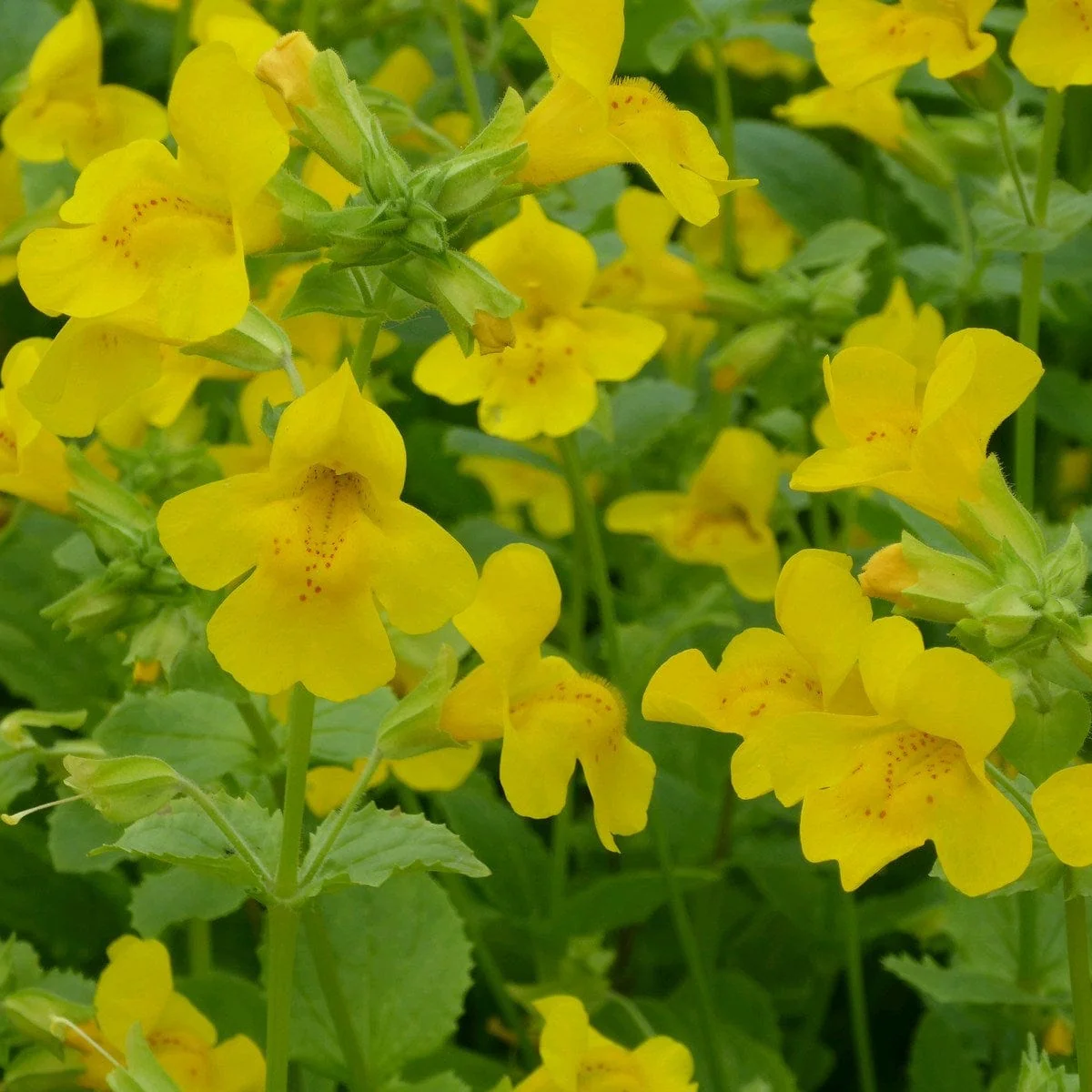 Mimulus guttatus | Yellow Monkey Flower - Image 2