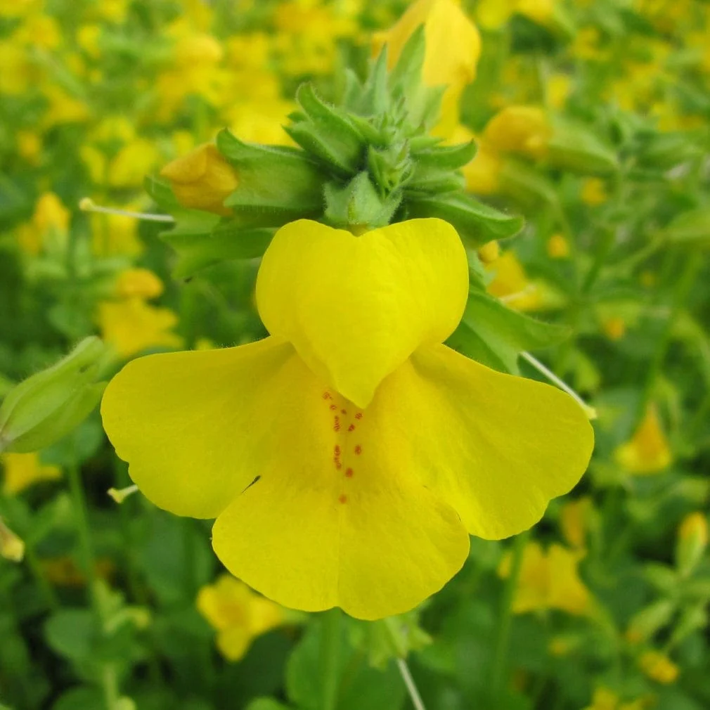 Mimulus guttatus | Yellow Monkey Flower - Image 5