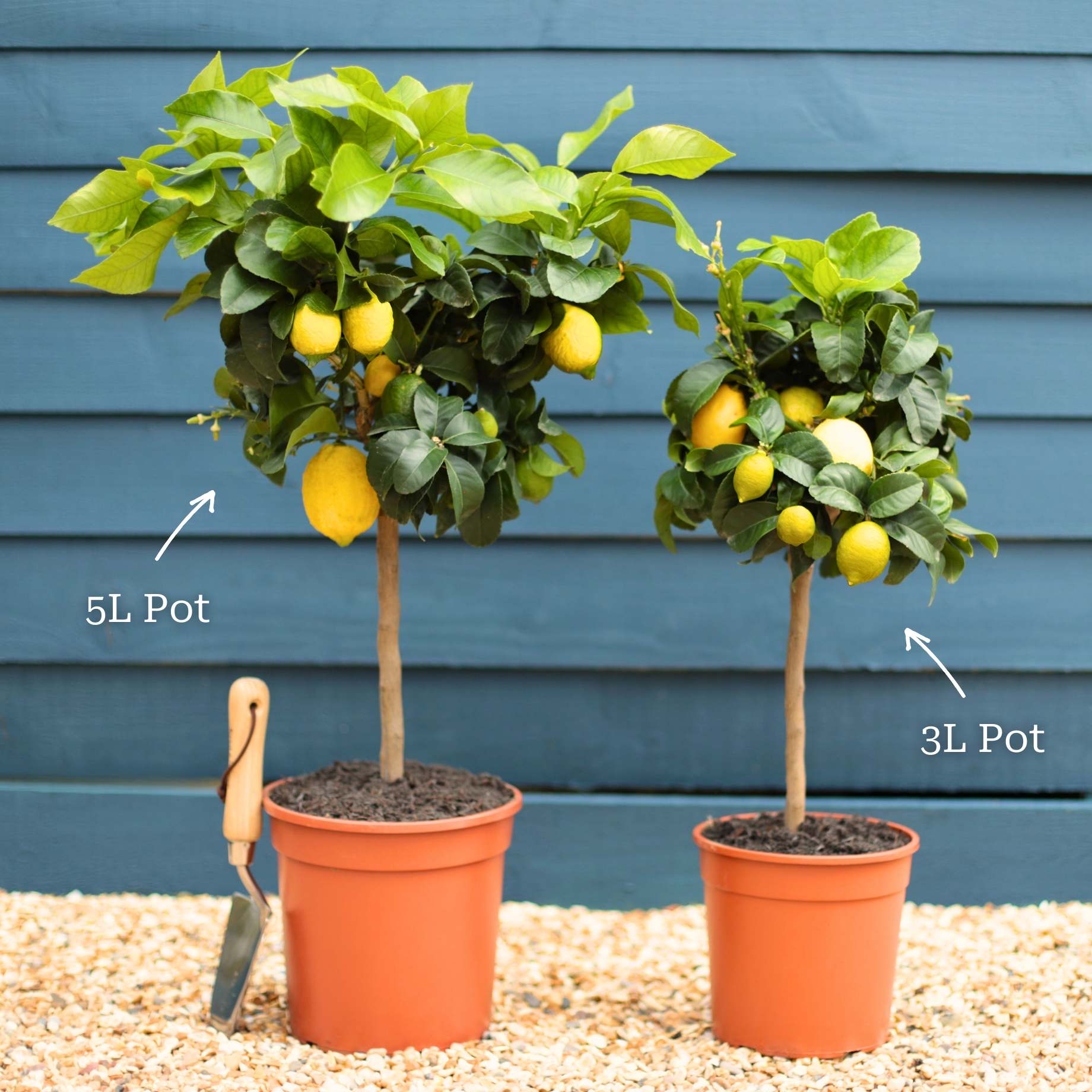 Grafted Patio Lemon Tree | 4 Seasons Lemon - Image 11