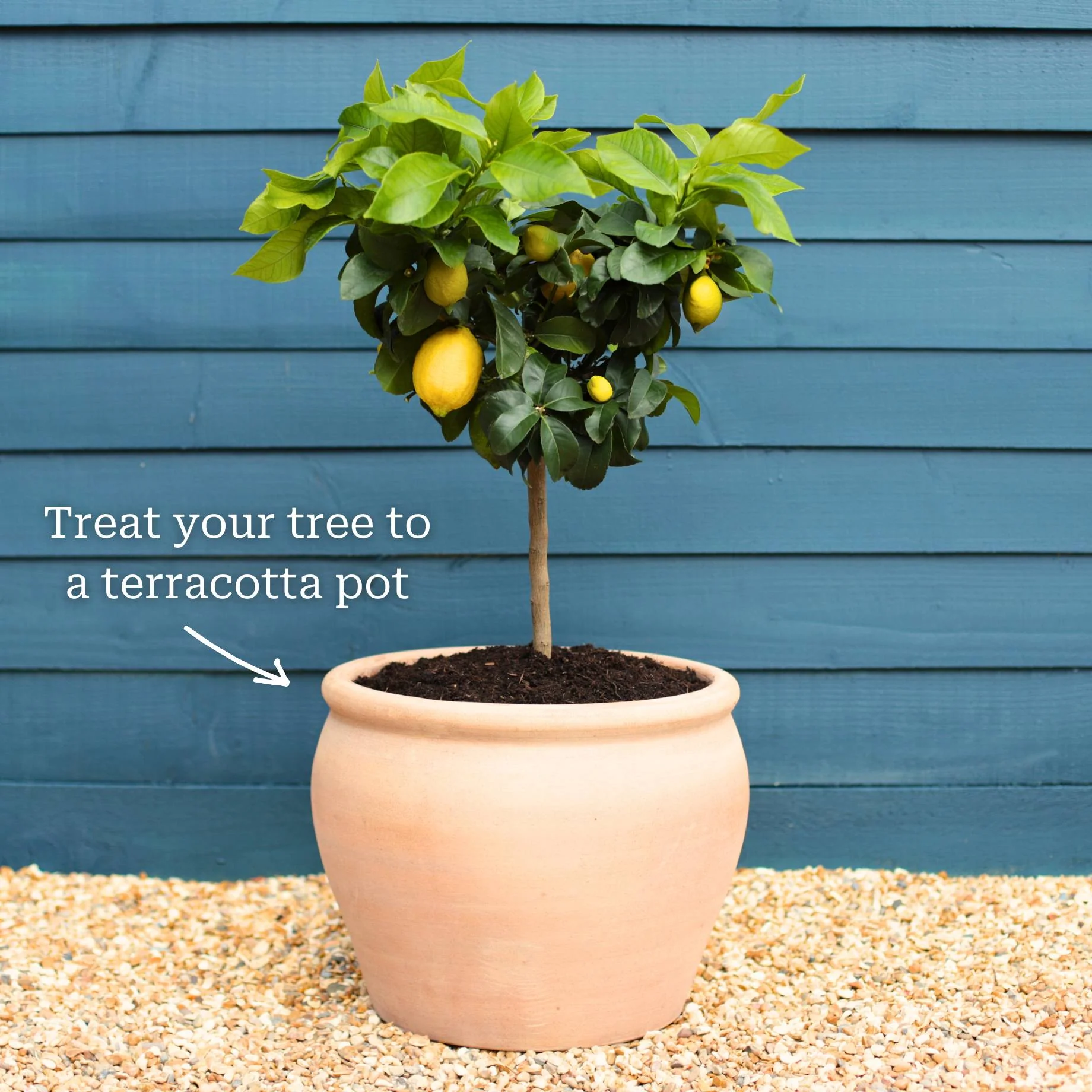 Grafted Patio Lemon Tree | 4 Seasons Lemon - Image 7