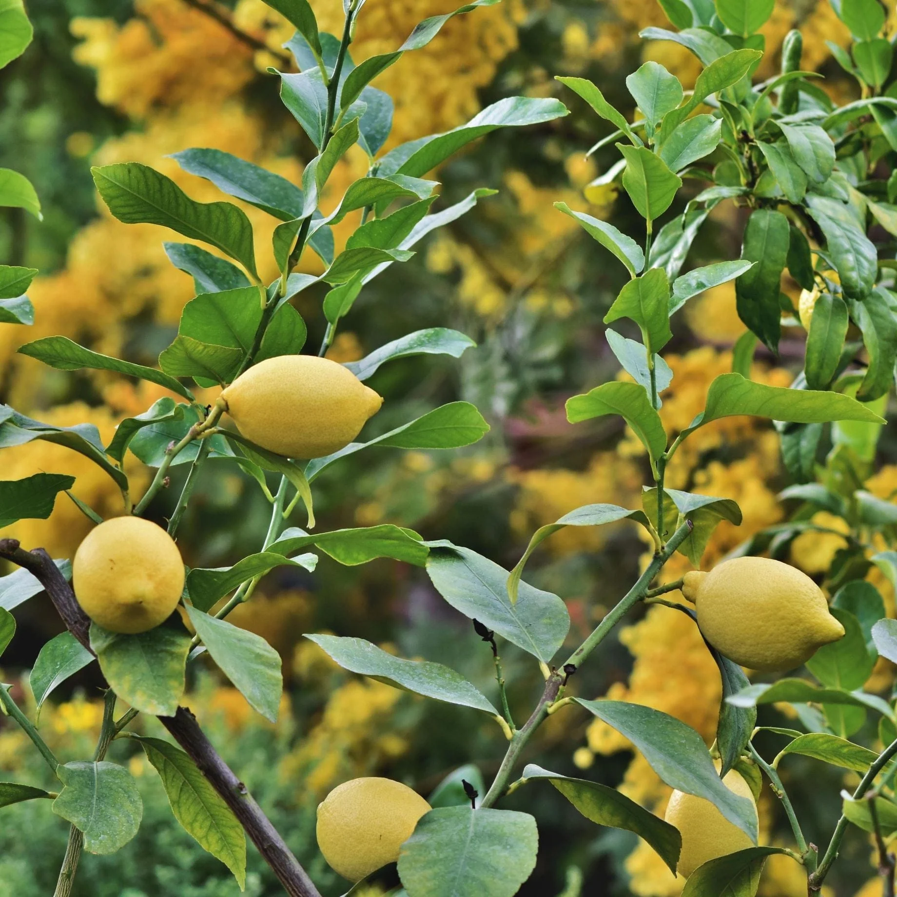 Grafted Patio Lemon Tree | 4 Seasons Lemon - Image 9