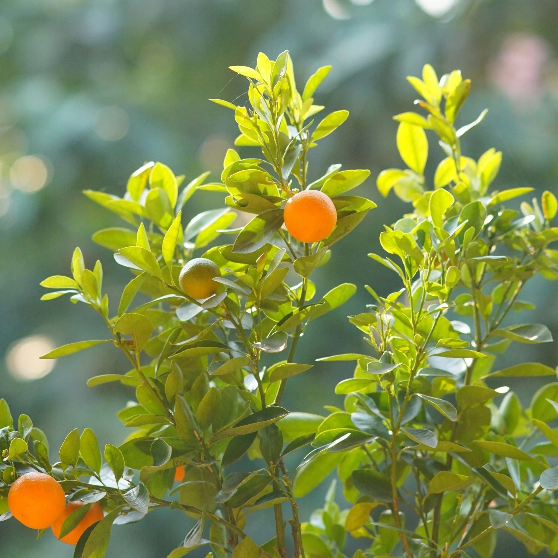 Grafted Patio Kumquat Tree - Image 4