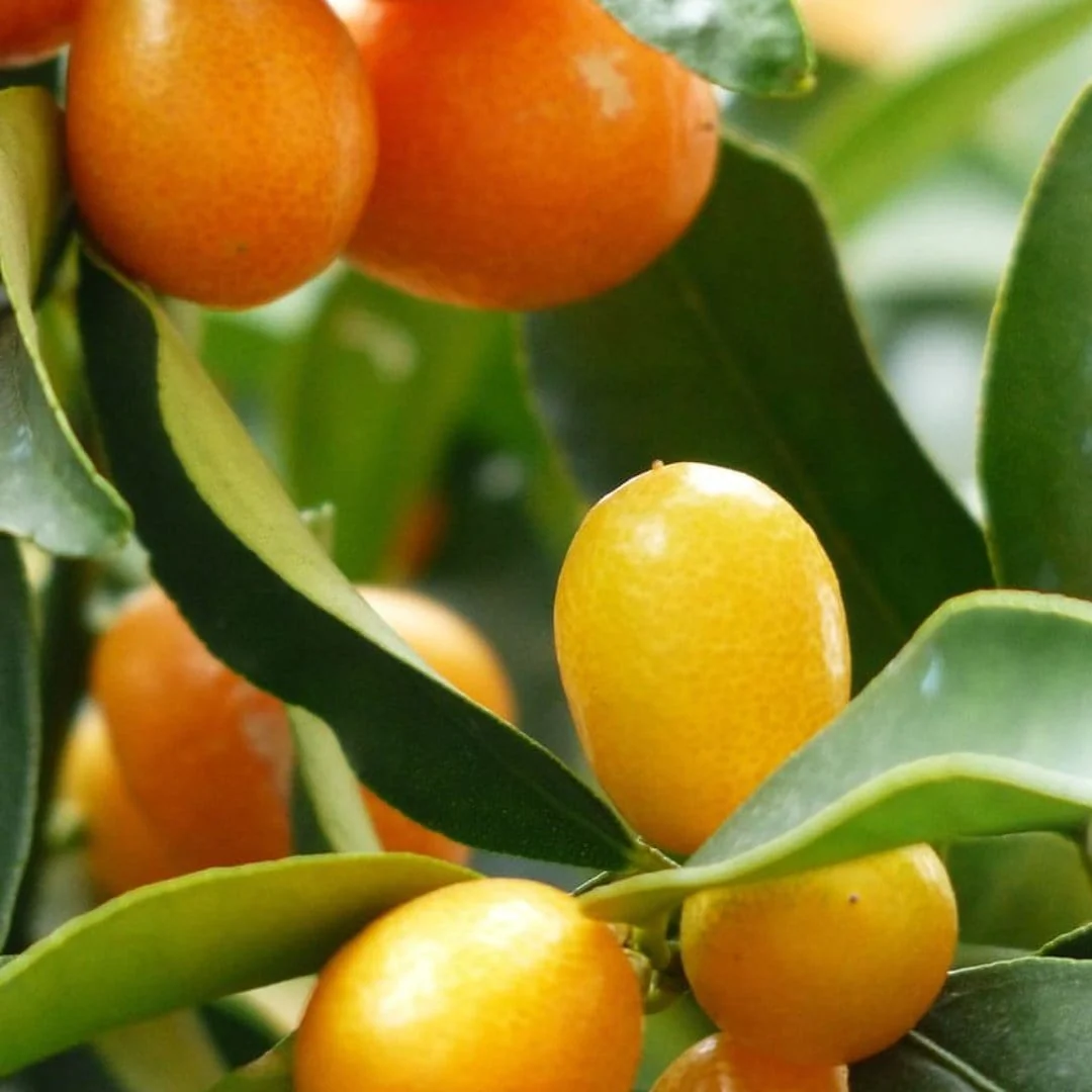 Grafted Patio Kumquat Tree - Image 6
