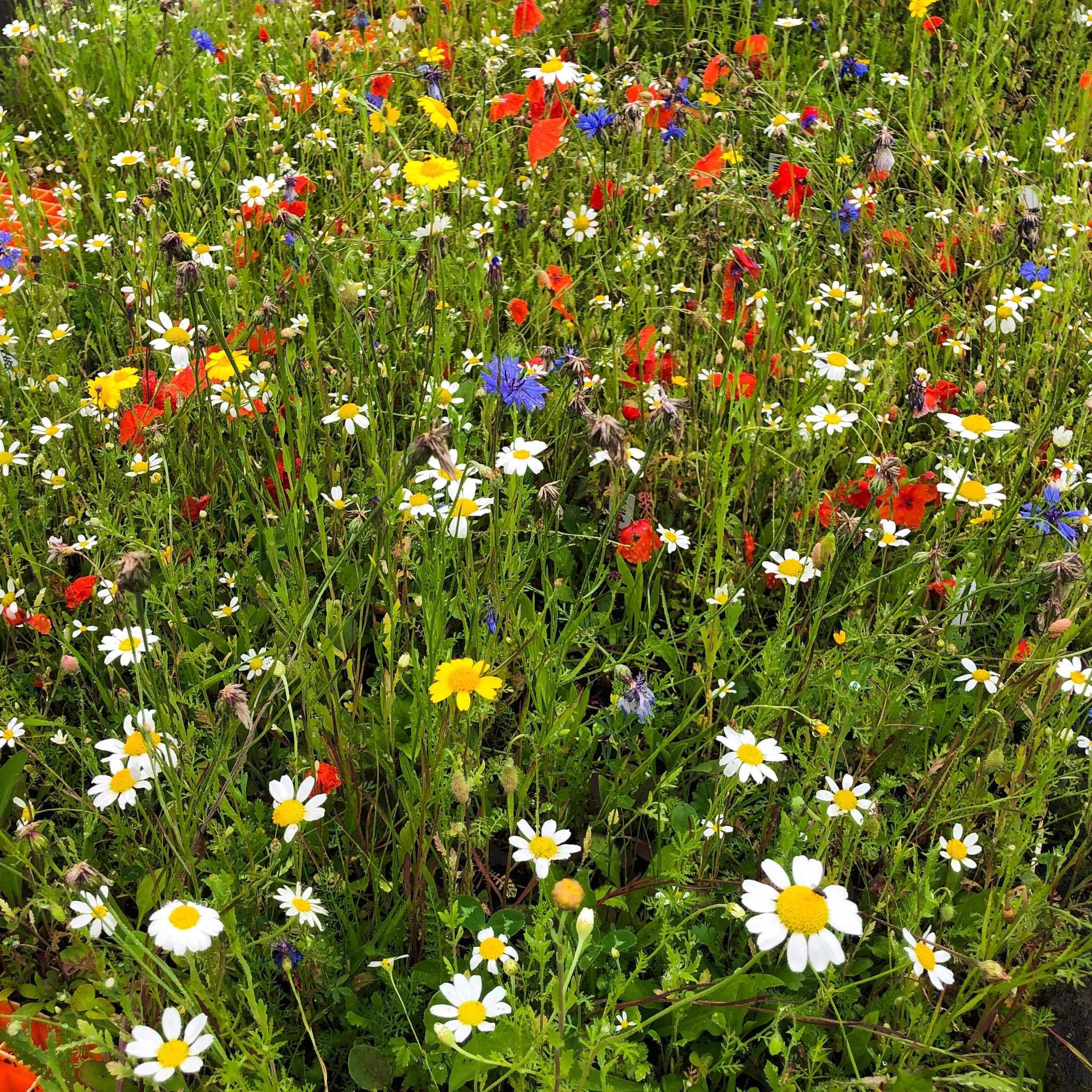 Wildflower Meadow Seed with Empathy Rootgrow™ | 10m2 - Image 2