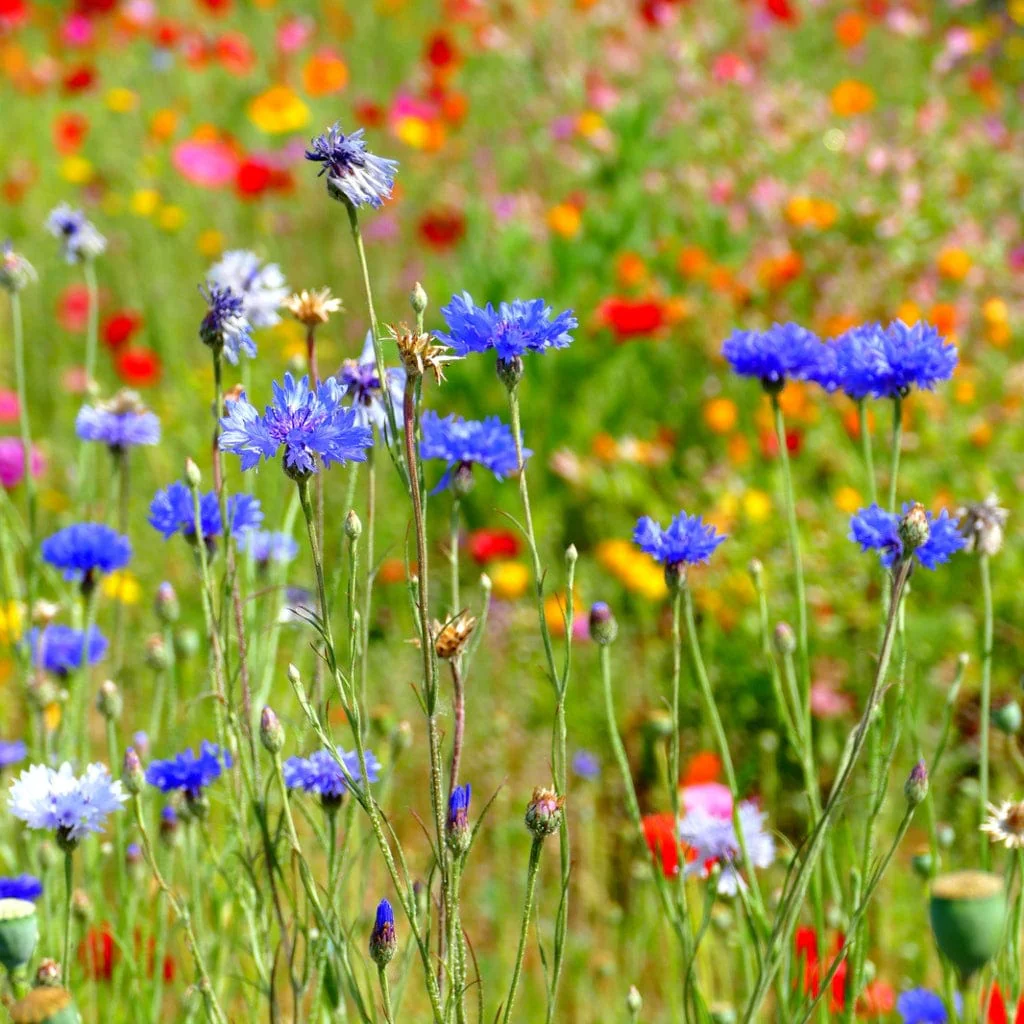 Wildflower Meadow Seed with Empathy Rootgrow™ | 10m2 - Image 4