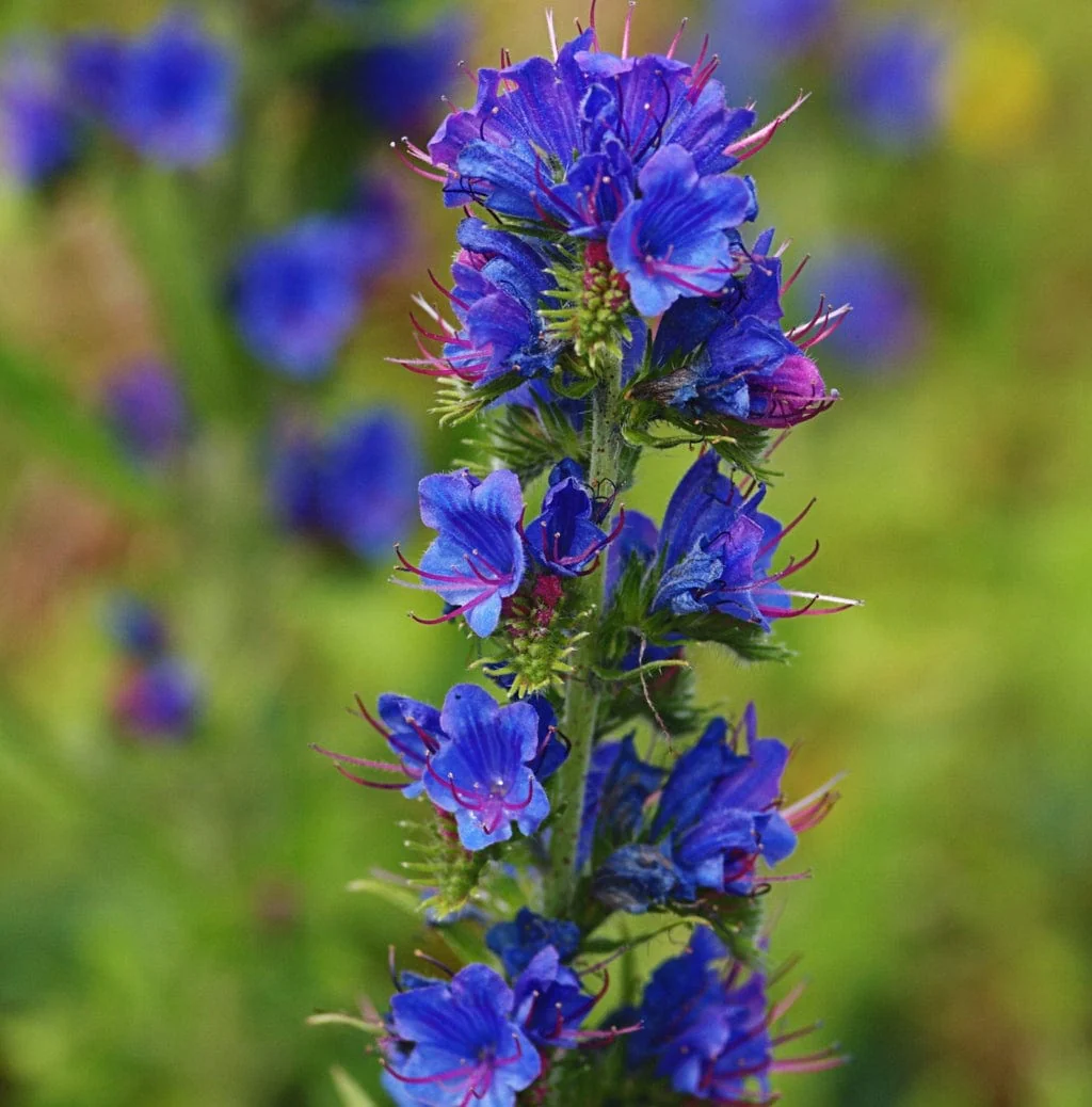 Wildflower Meadow Seed with Empathy Rootgrow™ | 10m2 - Image 5