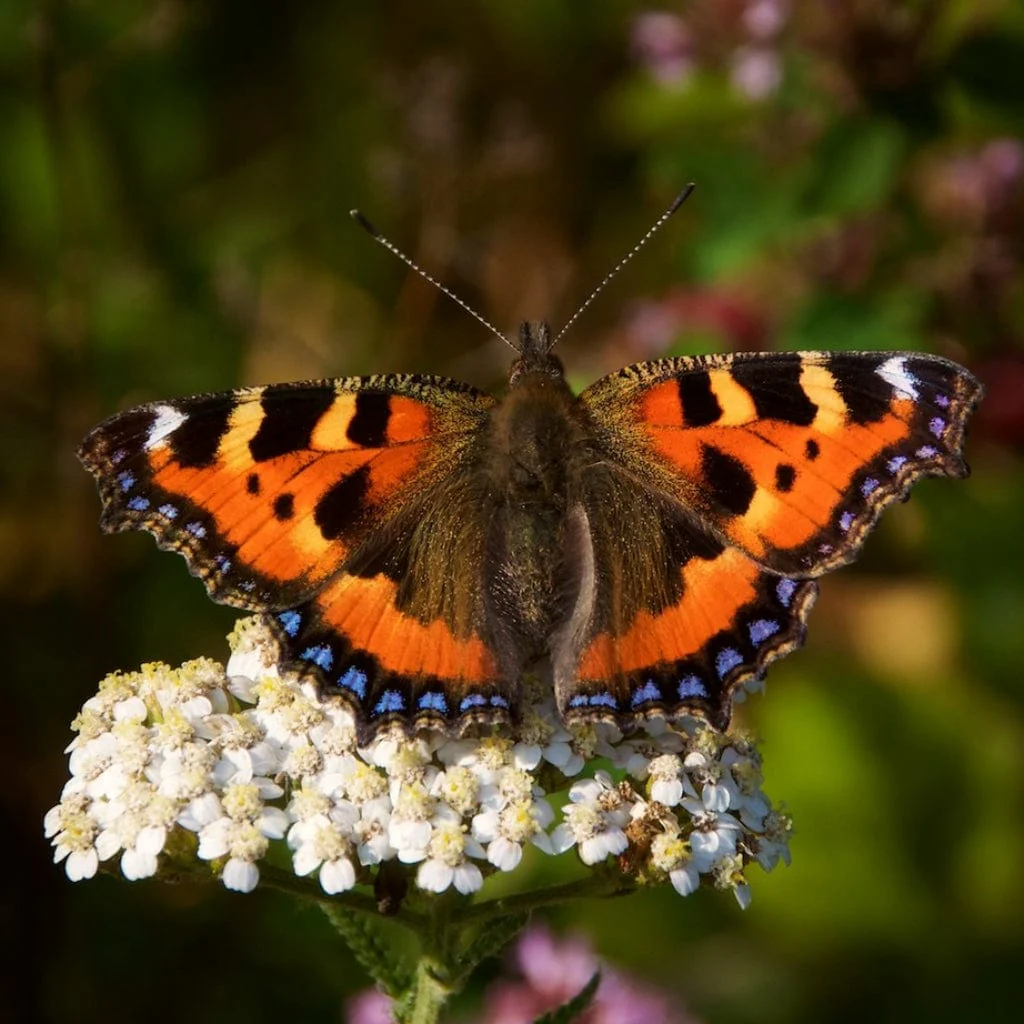 Wildflower Meadow Seed with Empathy Rootgrow™ | 10m2 - Image 6