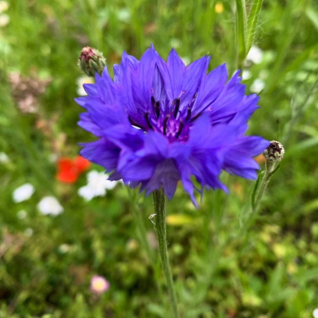 Wildflower Meadow Seed with Empathy Rootgrow™ | 10m2 - Image 7