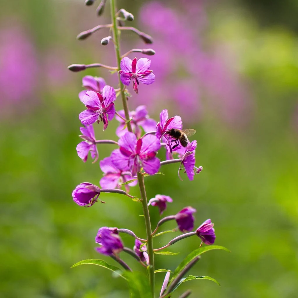 Wildflower Meadow Seed with Empathy Rootgrow™ | 10m2 - Image 8