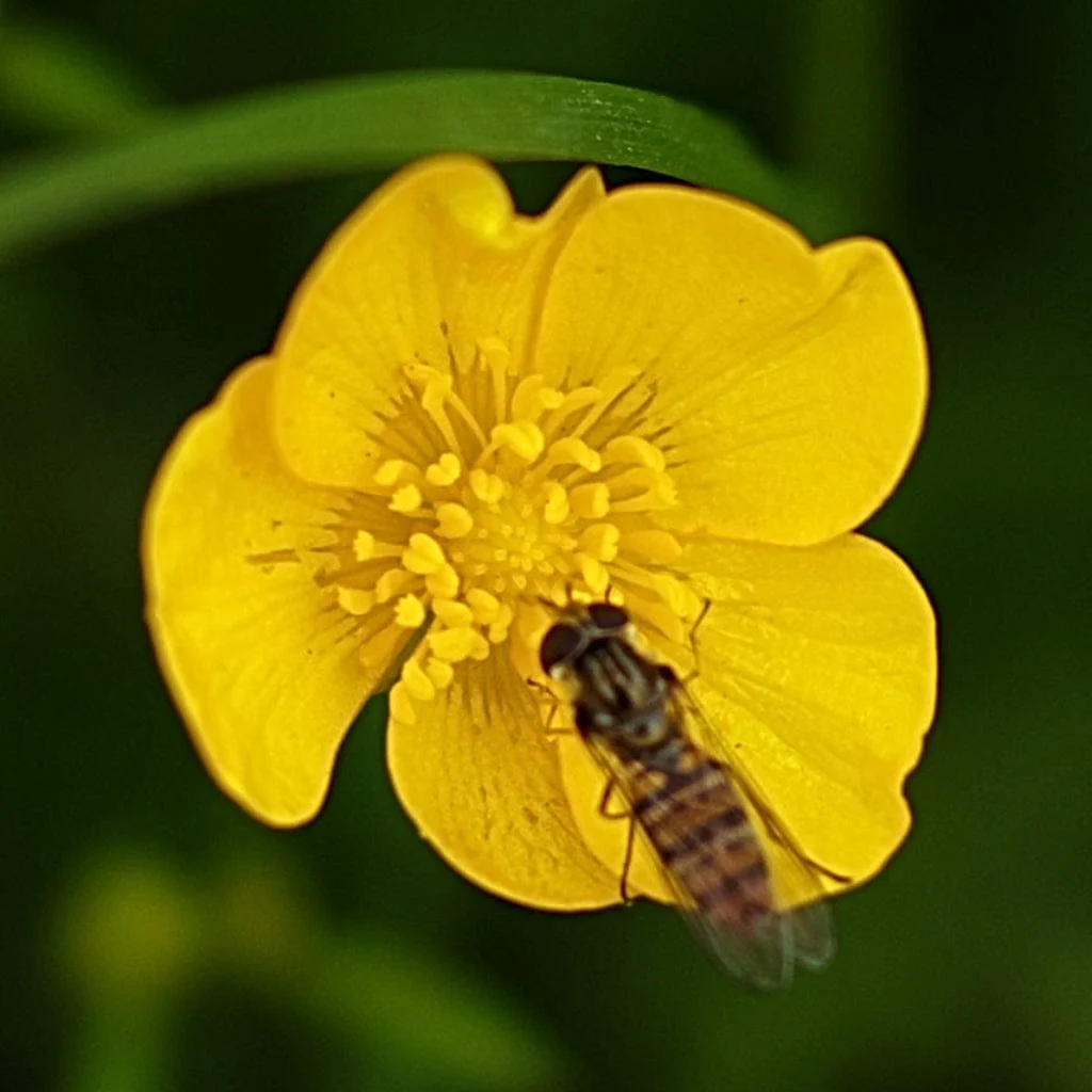 Wildflower Meadow Seed with Empathy Rootgrow™ | 10m2 - Image 9