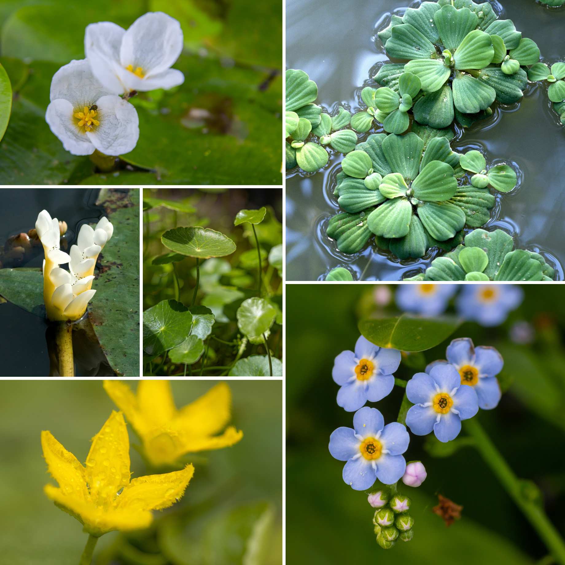 Best Small Pond Plants Collection | Grower's Choice