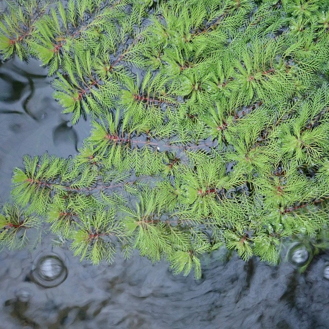 Best Small Pond Plants Collection | Grower's Choice - Image 3