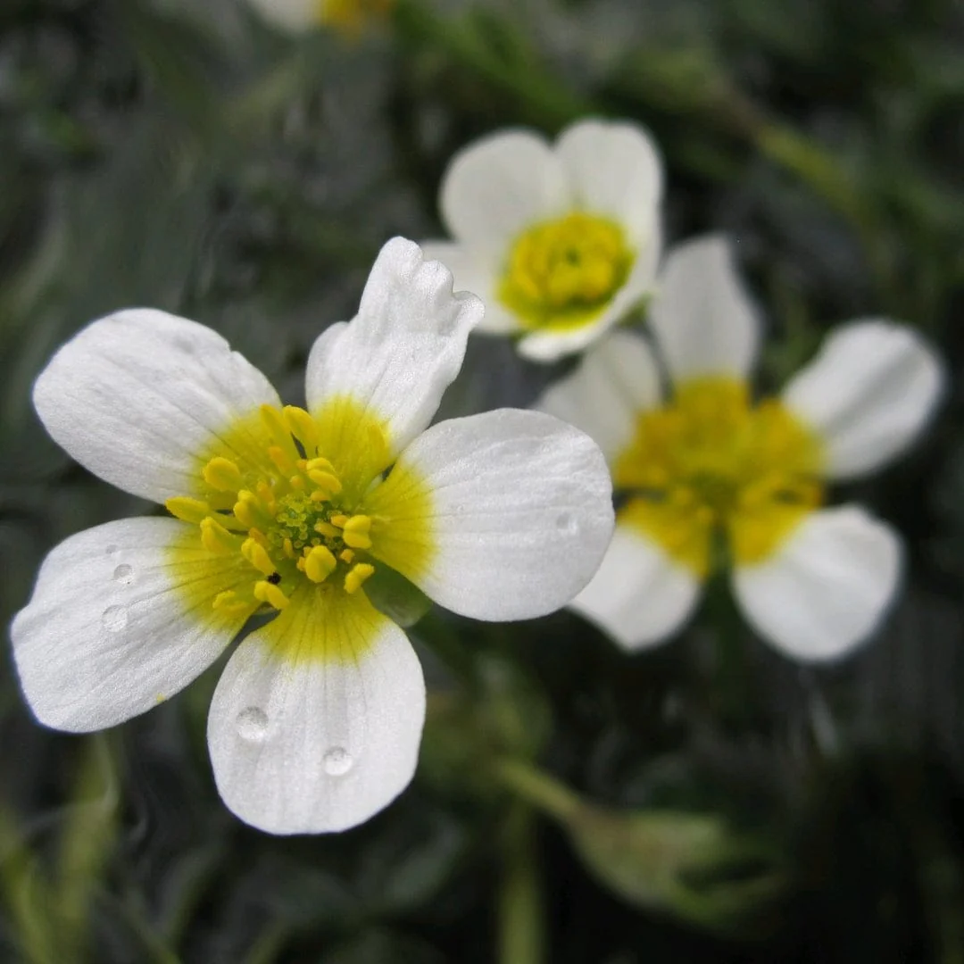 Best Small Pond Plants Collection | Grower's Choice - Image 4