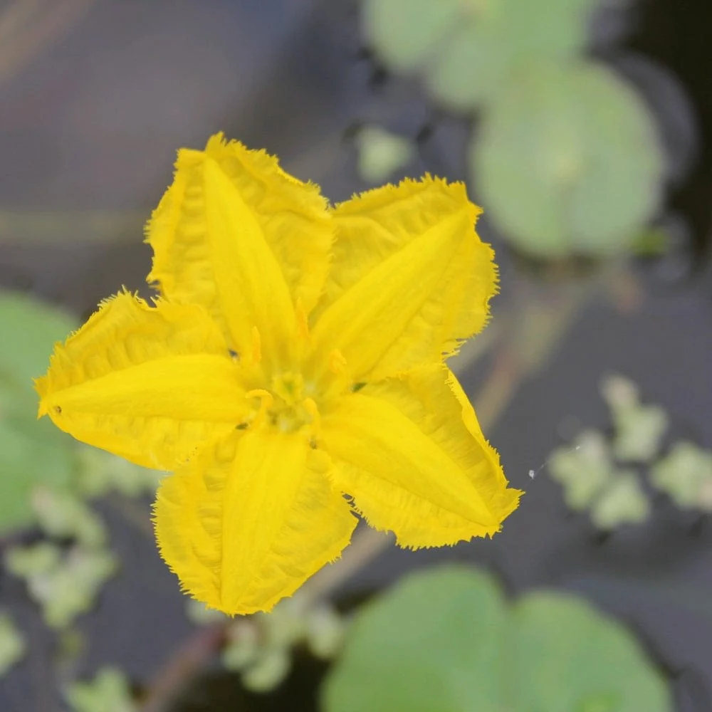 Best Small Pond Plants Collection | Grower's Choice - Image 5