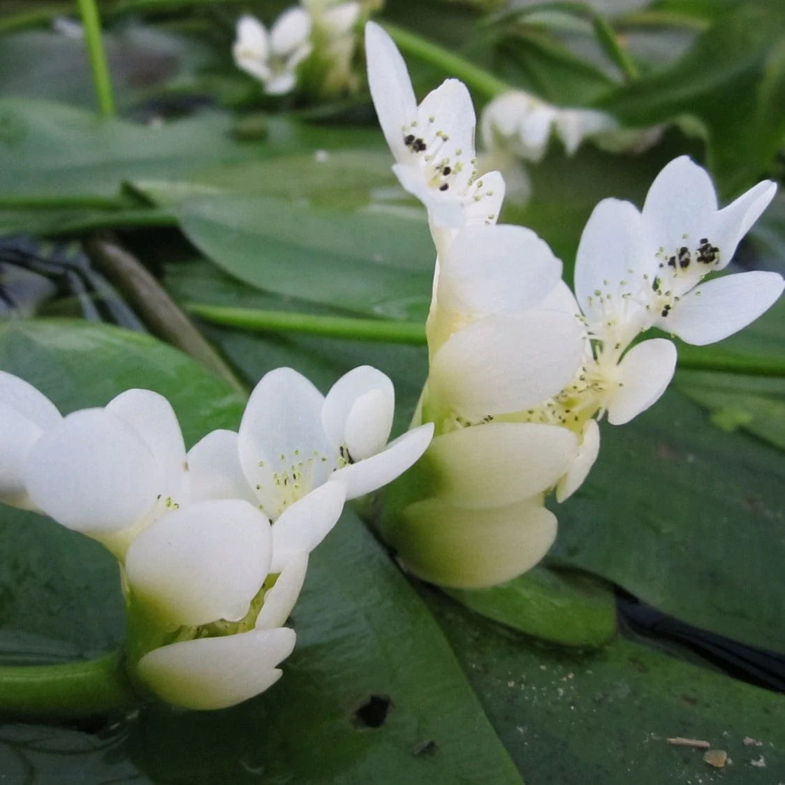 Best Small Pond Plants Collection | Grower's Choice - Image 6