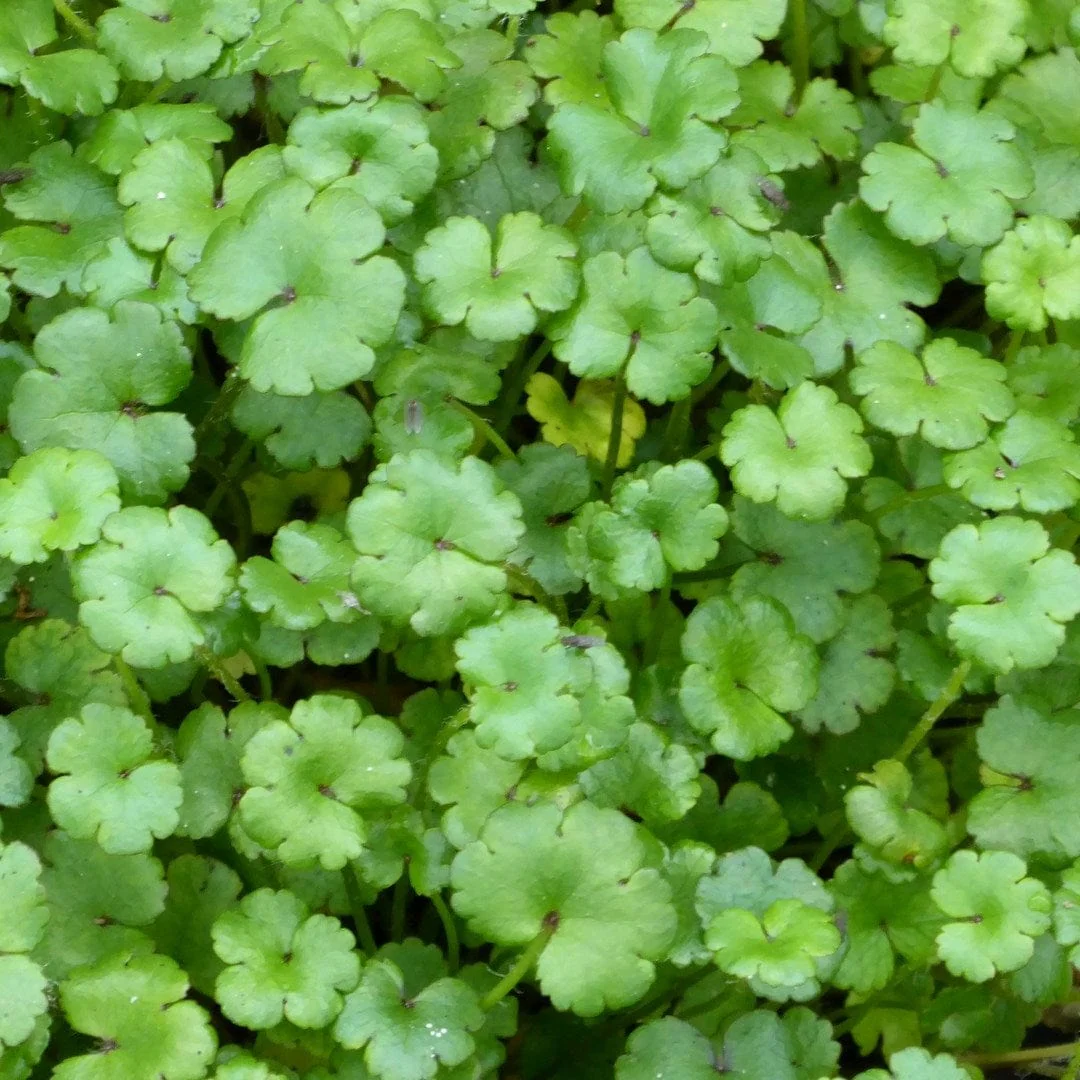 Oxygenating Miniature Pennywort | Hydrocotyle novae-zeelandiae - Image 2