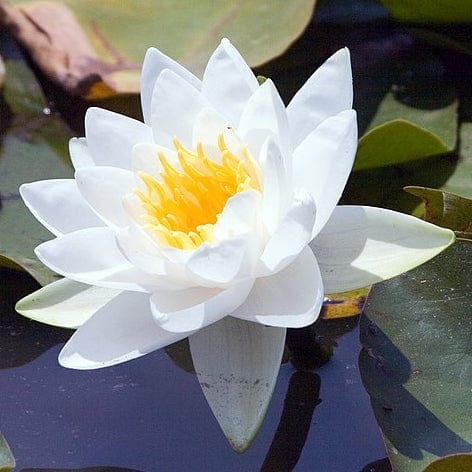 Best Small Pond Plants Collection with a Lily | Grower's Choice - Image 4