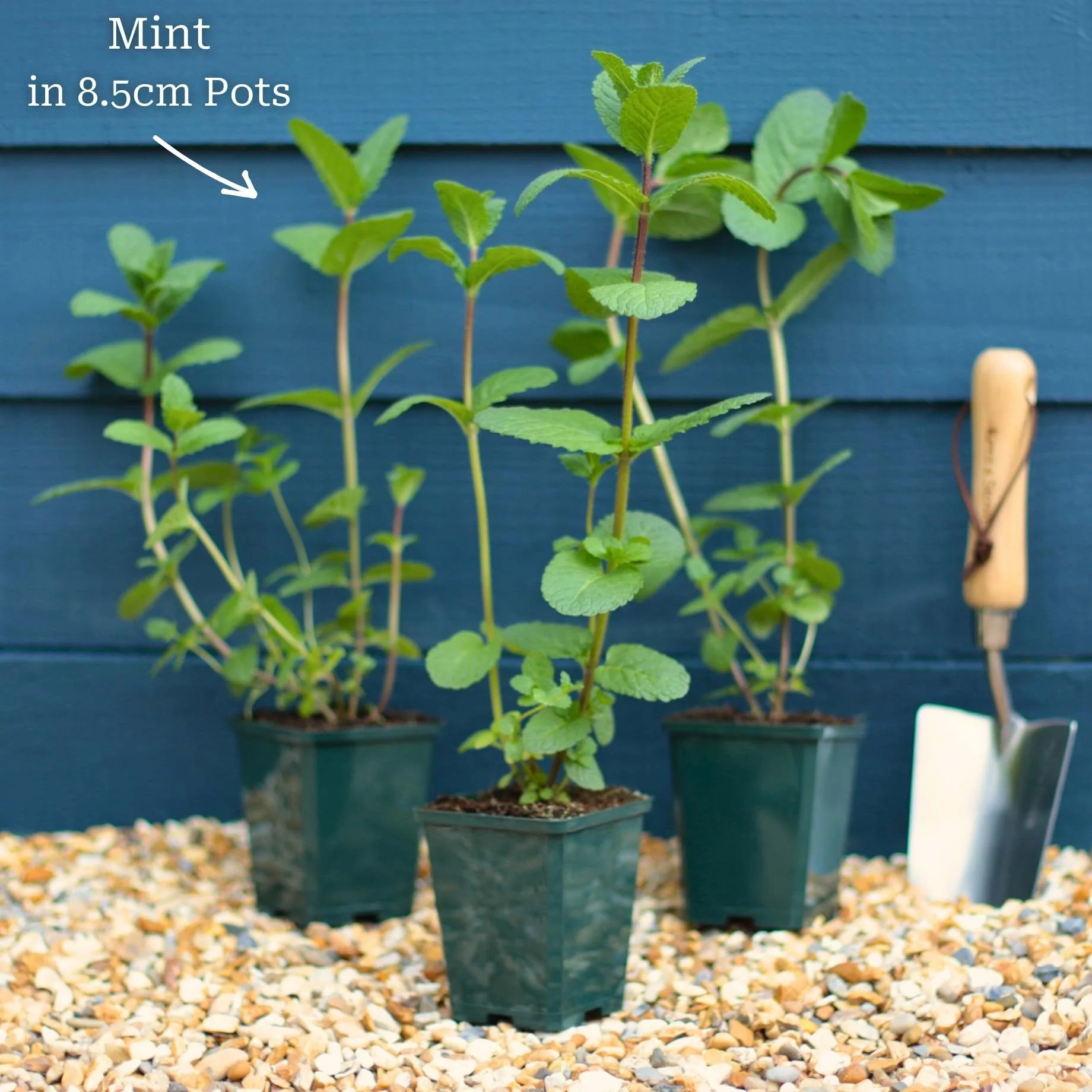 Moroccan Mint Plant - Image 5