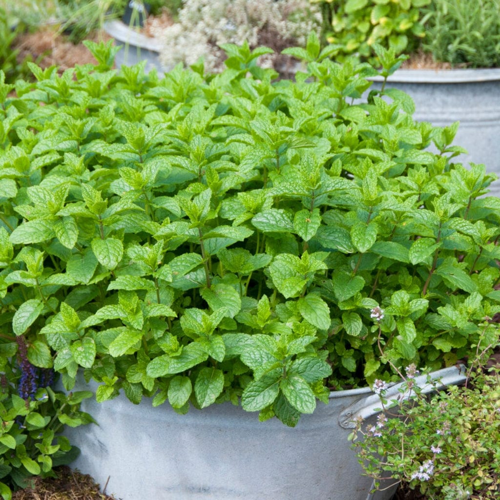 Moroccan Mint Plant - Image 2