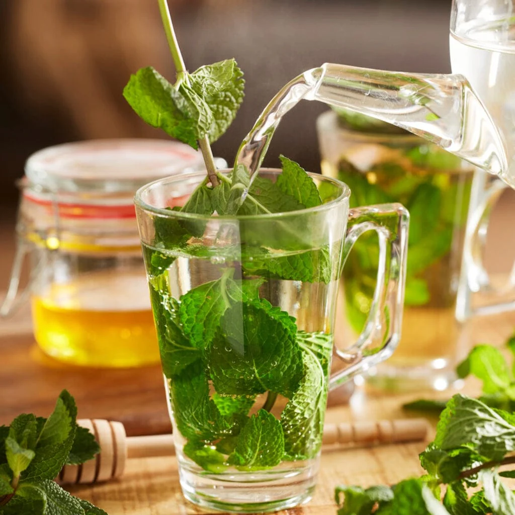 Moroccan Mint Plant - Image 3