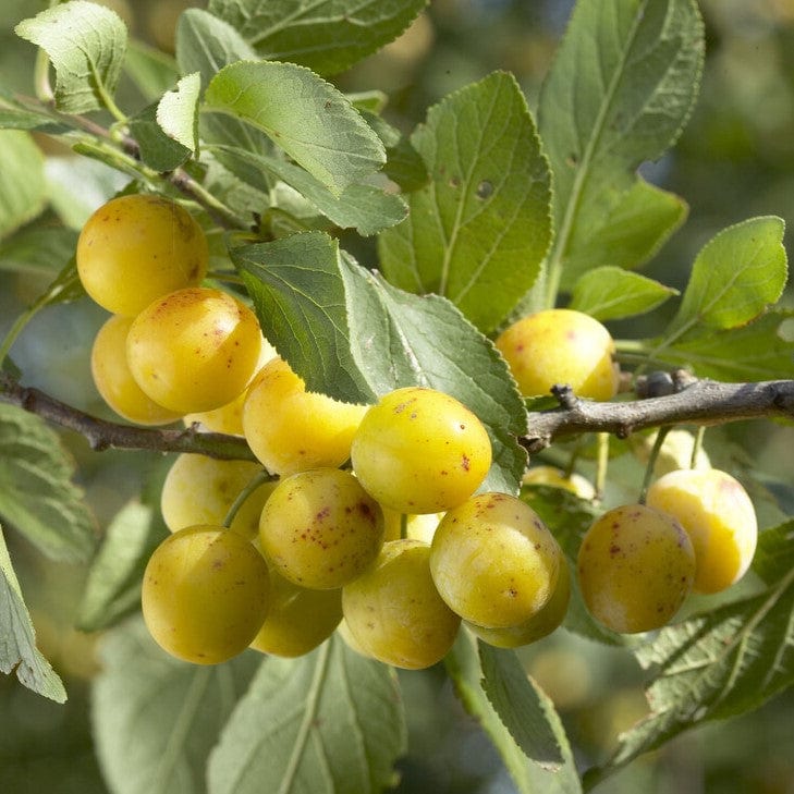 'Mirabelle De Nancy' Plum Tree - Image 3