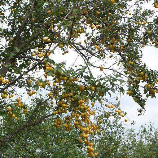 'Mirabelle De Nancy' Plum Tree - Image 4
