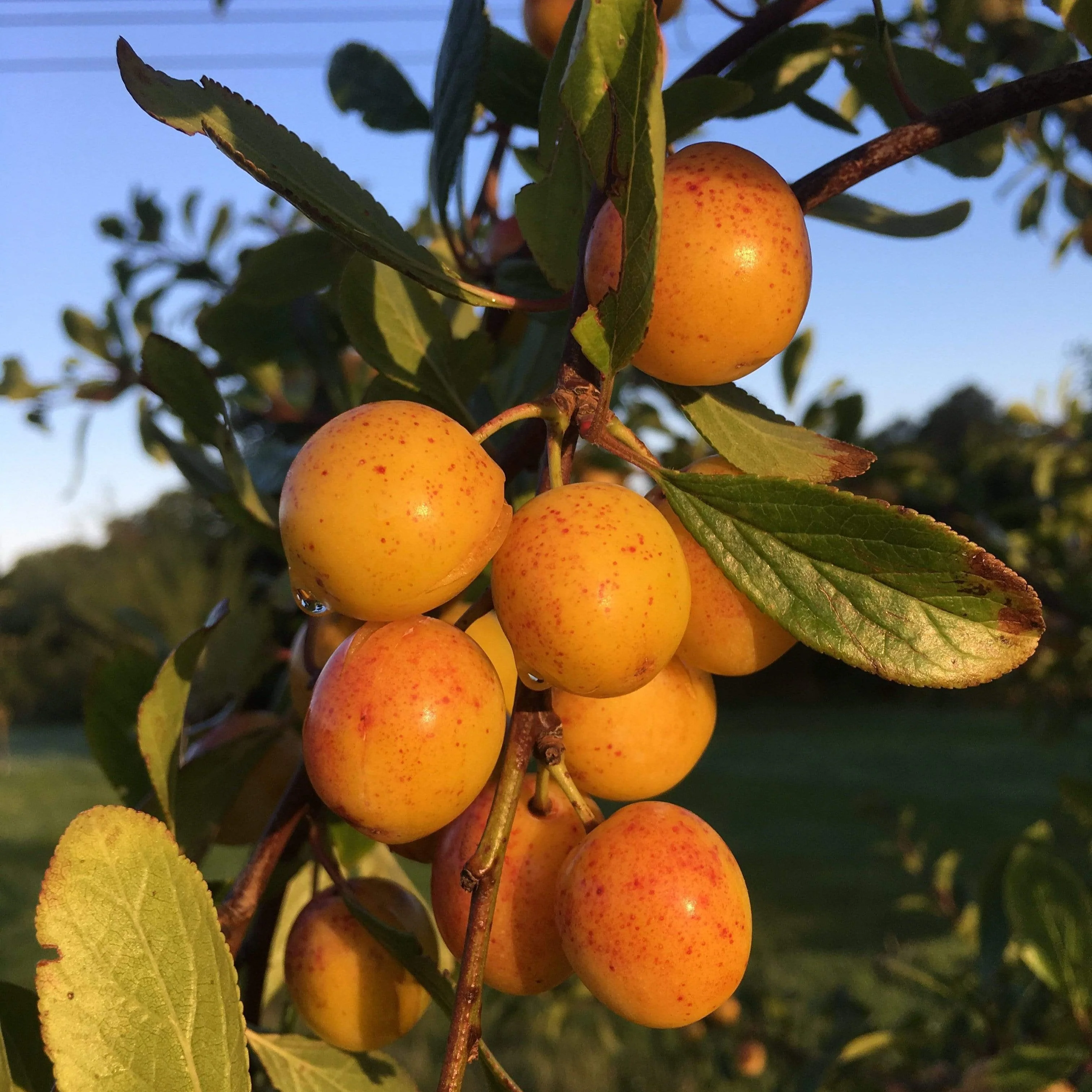 'Mirabelle De Nancy' Plum Tree - Image 7