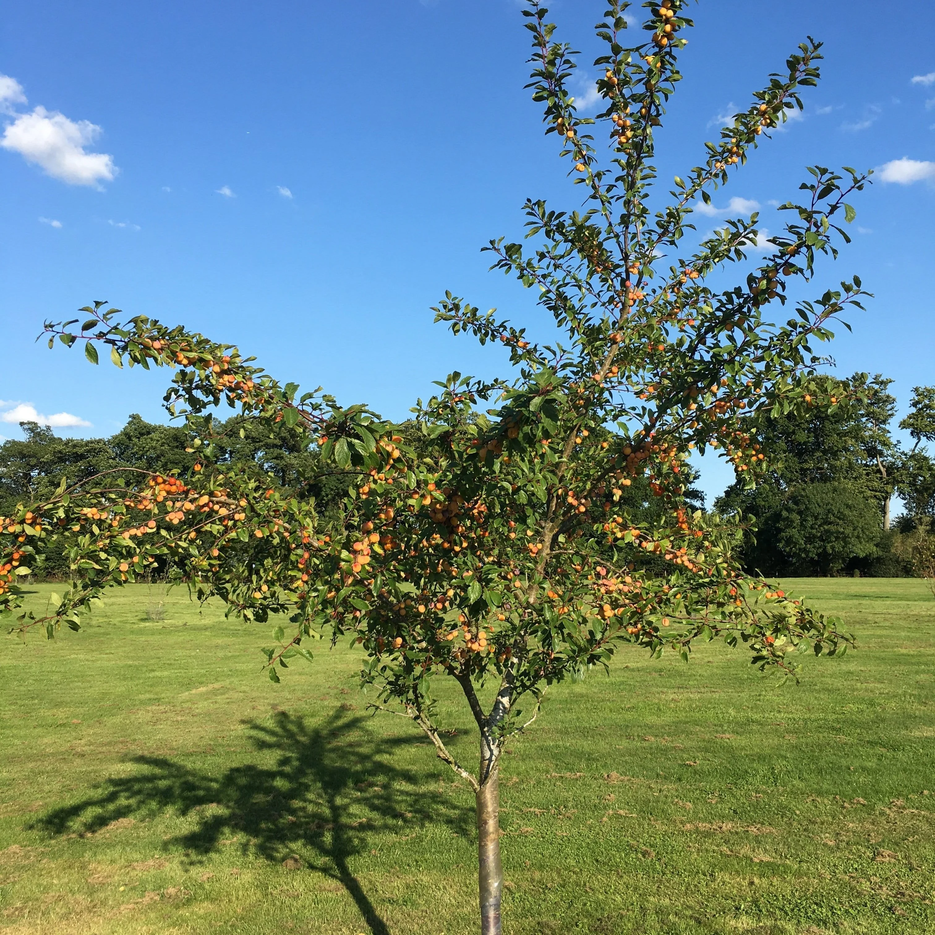 'Mirabelle De Nancy' Plum Tree - Image 9