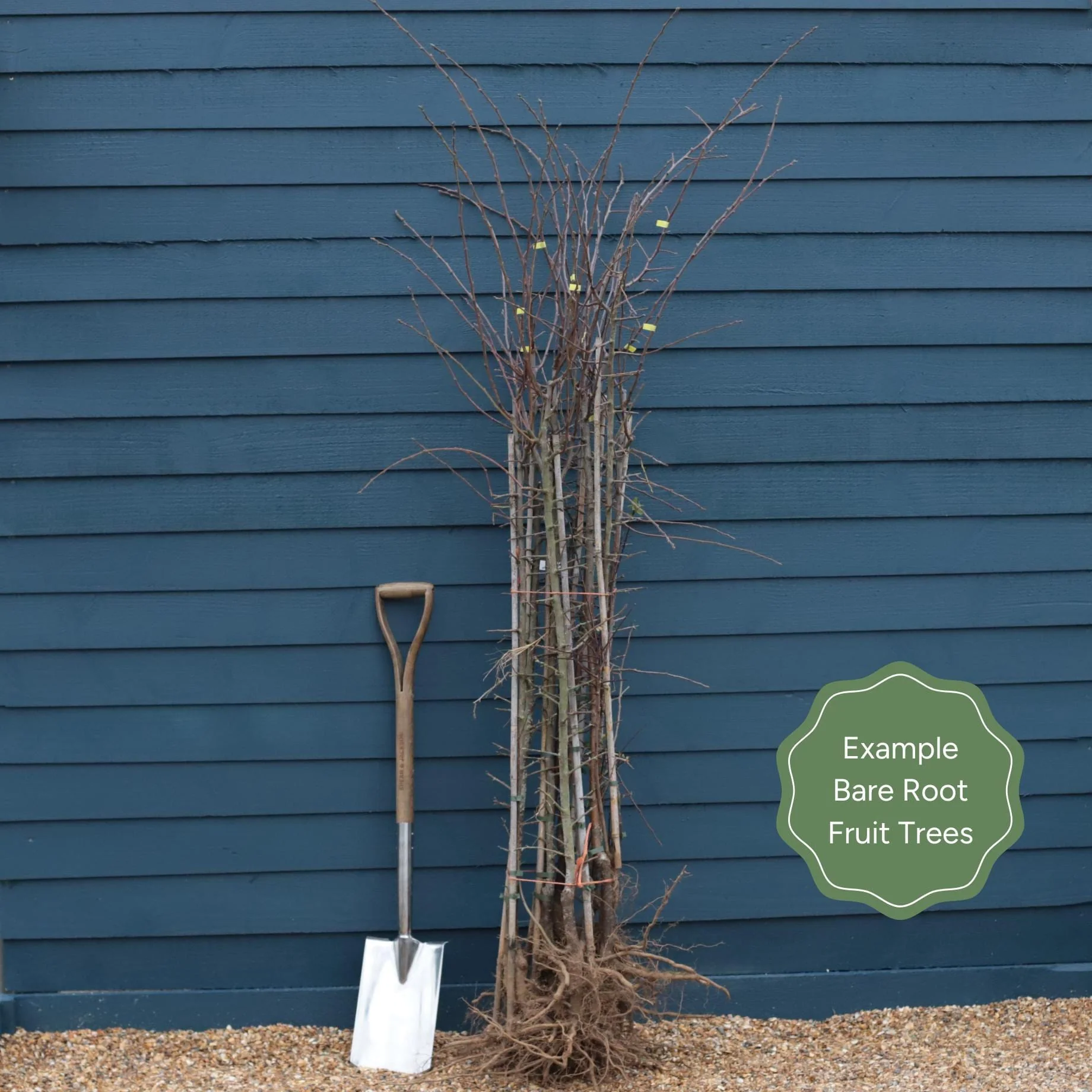 'Mirabelle Golden Sphere' Plum Tree - Image 4
