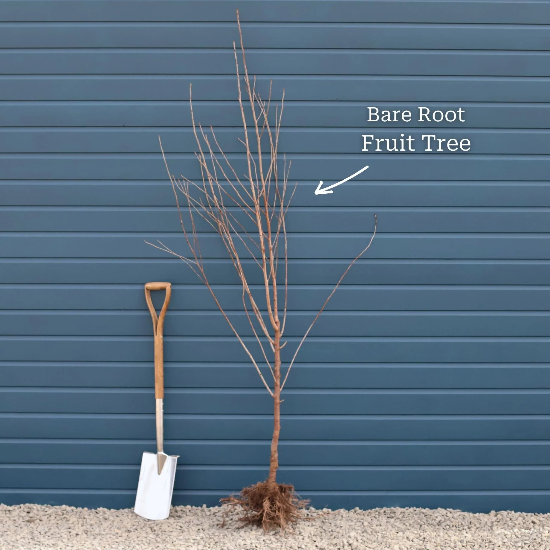 'Buccaneer' Walnut Tree - Image 7