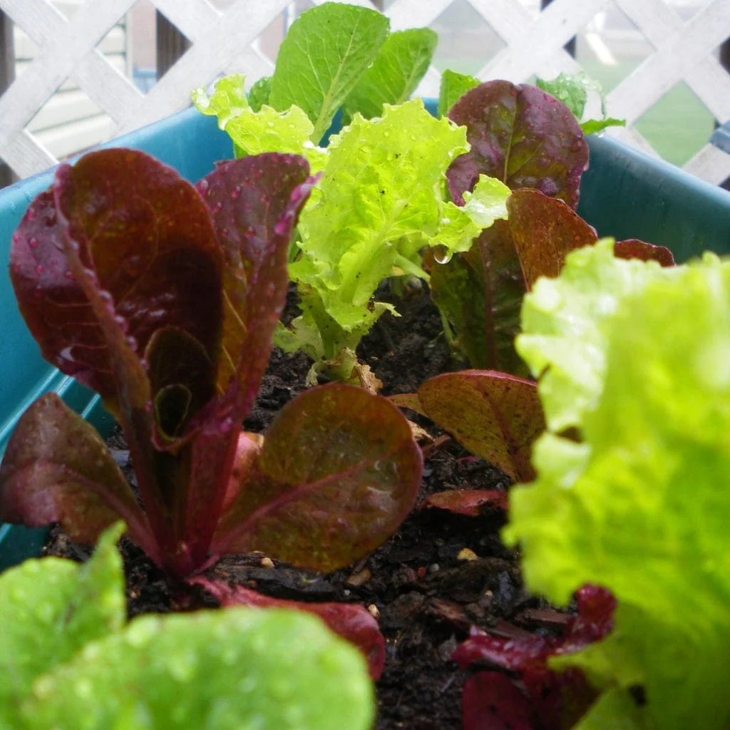 Mixed Baby Leaf Lettuce Plants - Image 3
