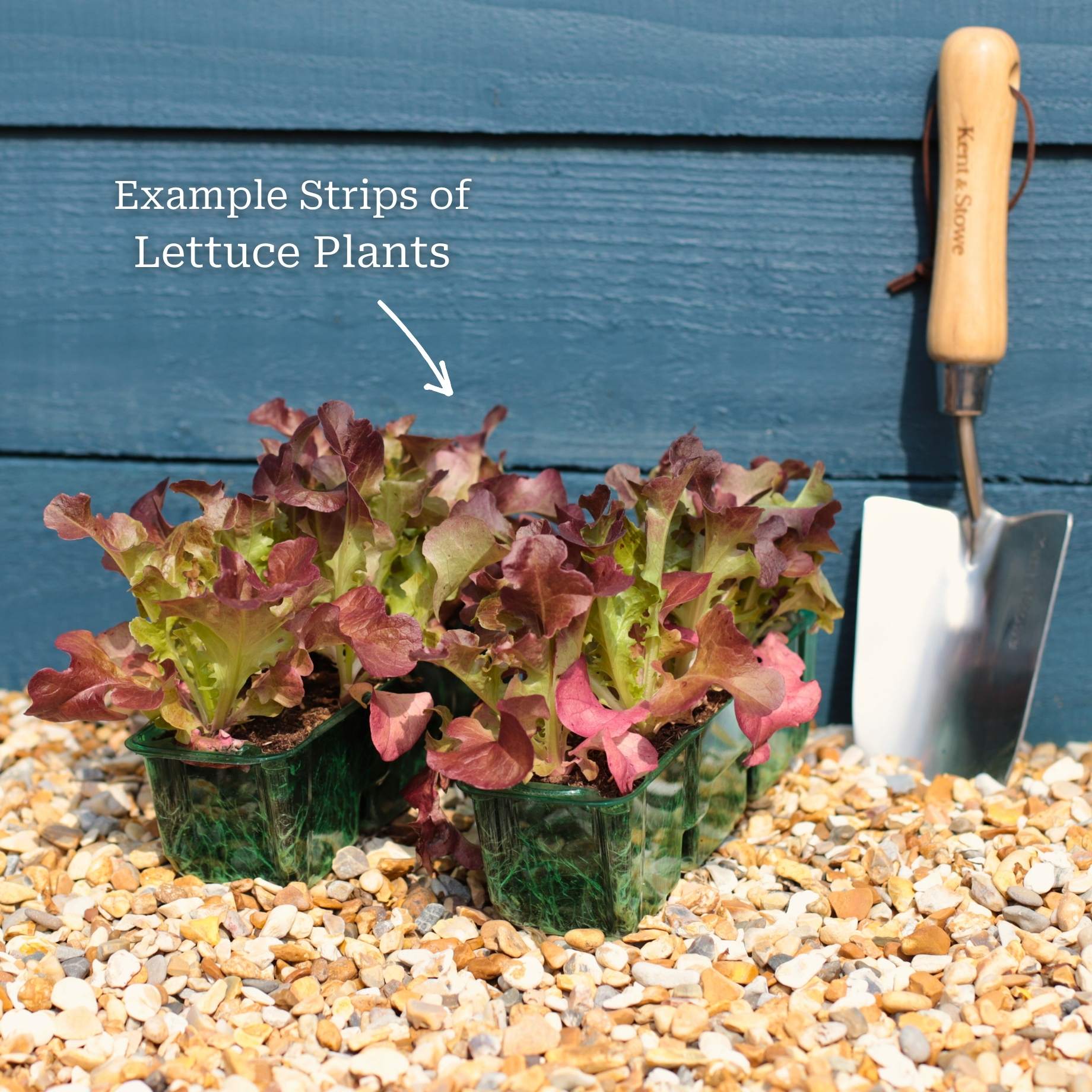 'Lollo Rossa' Lettuce Plants - Image 5