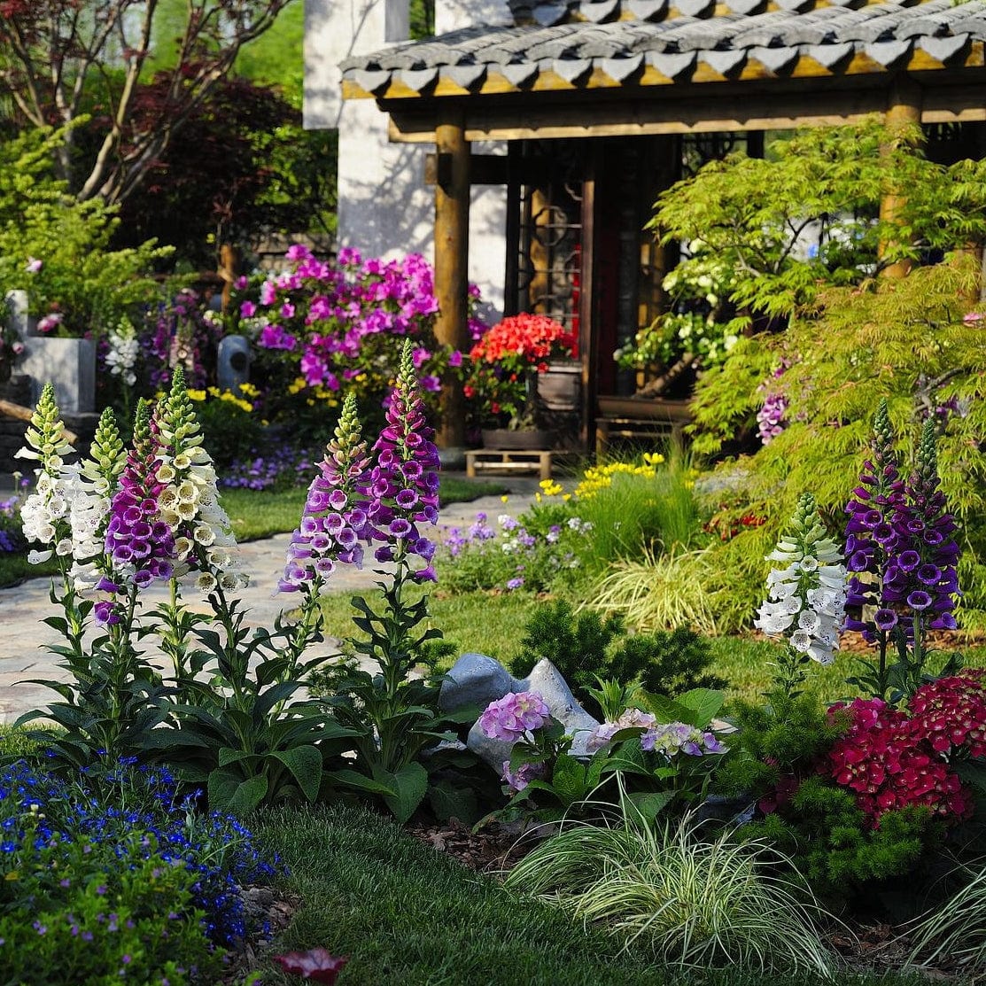 Mixed Flowering Perennial Plants | Extra Value Pack