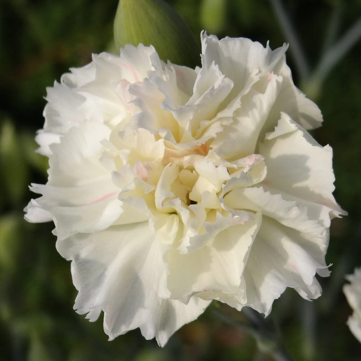 Mixed Flowering Perennial Plants | Extra Value Pack - Image 10