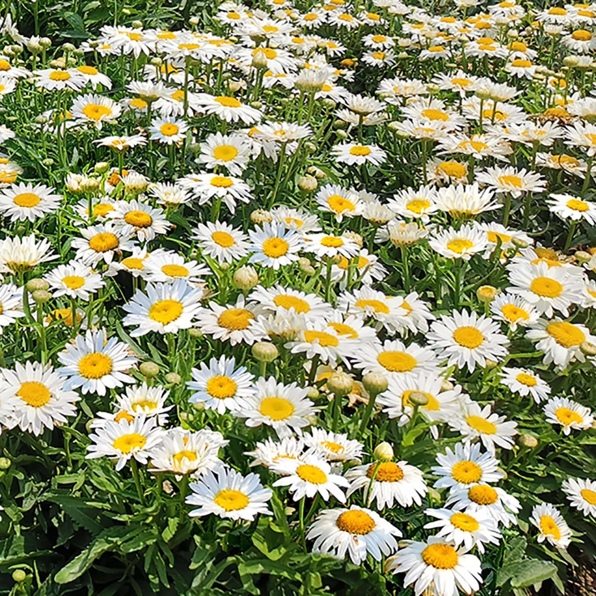 Mixed Flowering Perennial Plants | Extra Value Pack - Image 5