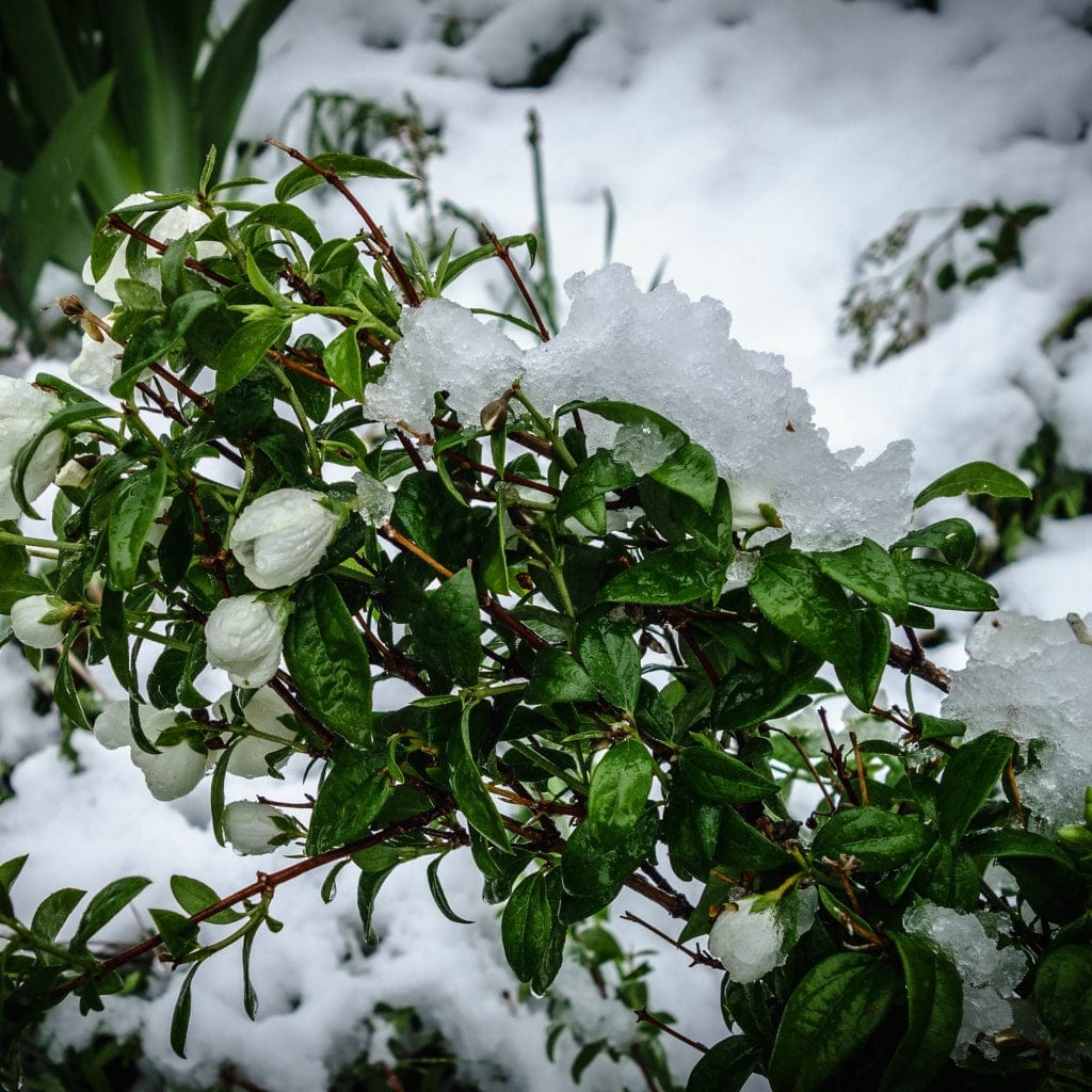 Mock Orange Hedging | Philadelphus 'Virginal' - Image 4