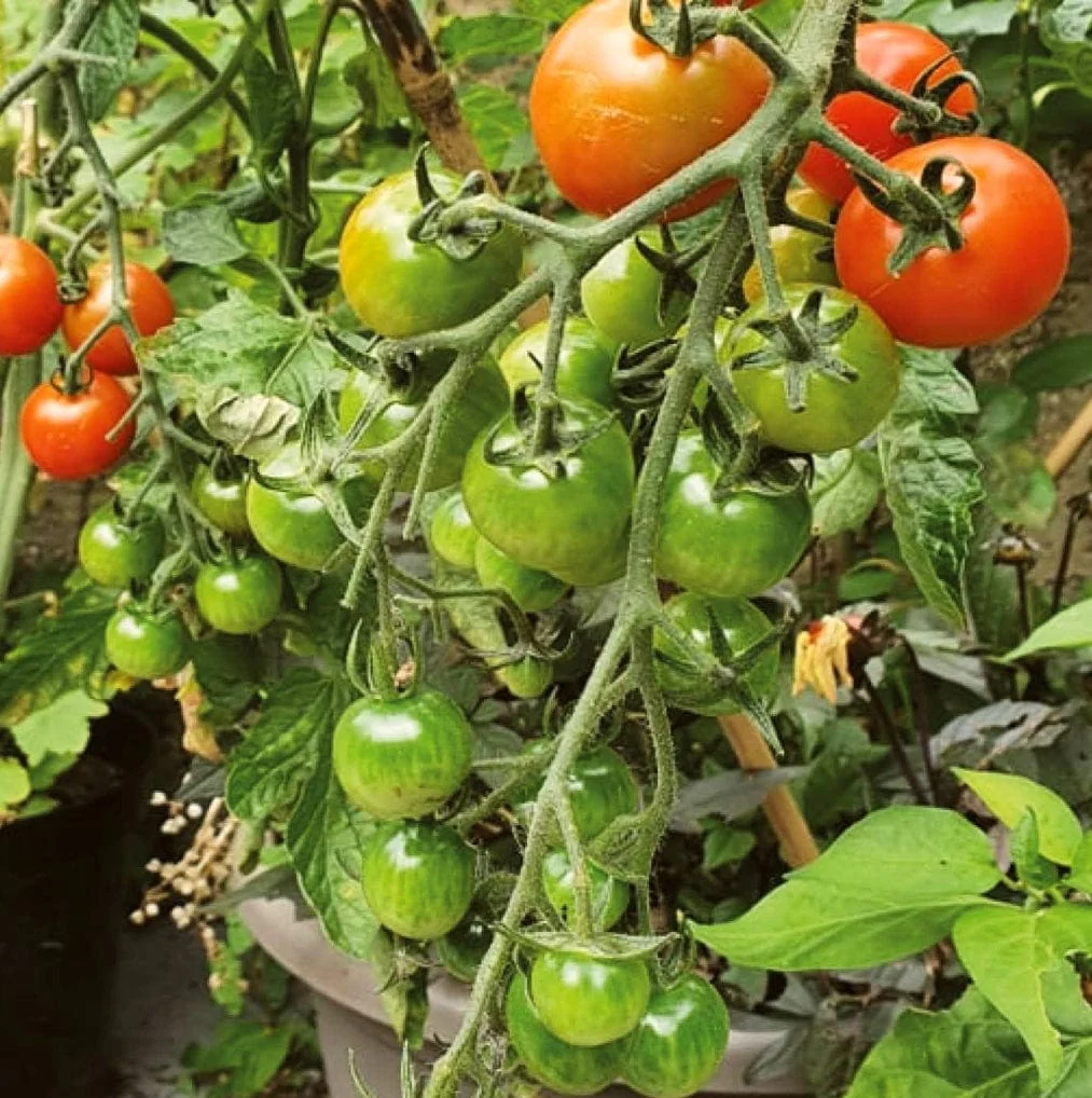 'Moneymaker' Tomato Plants - Image 3