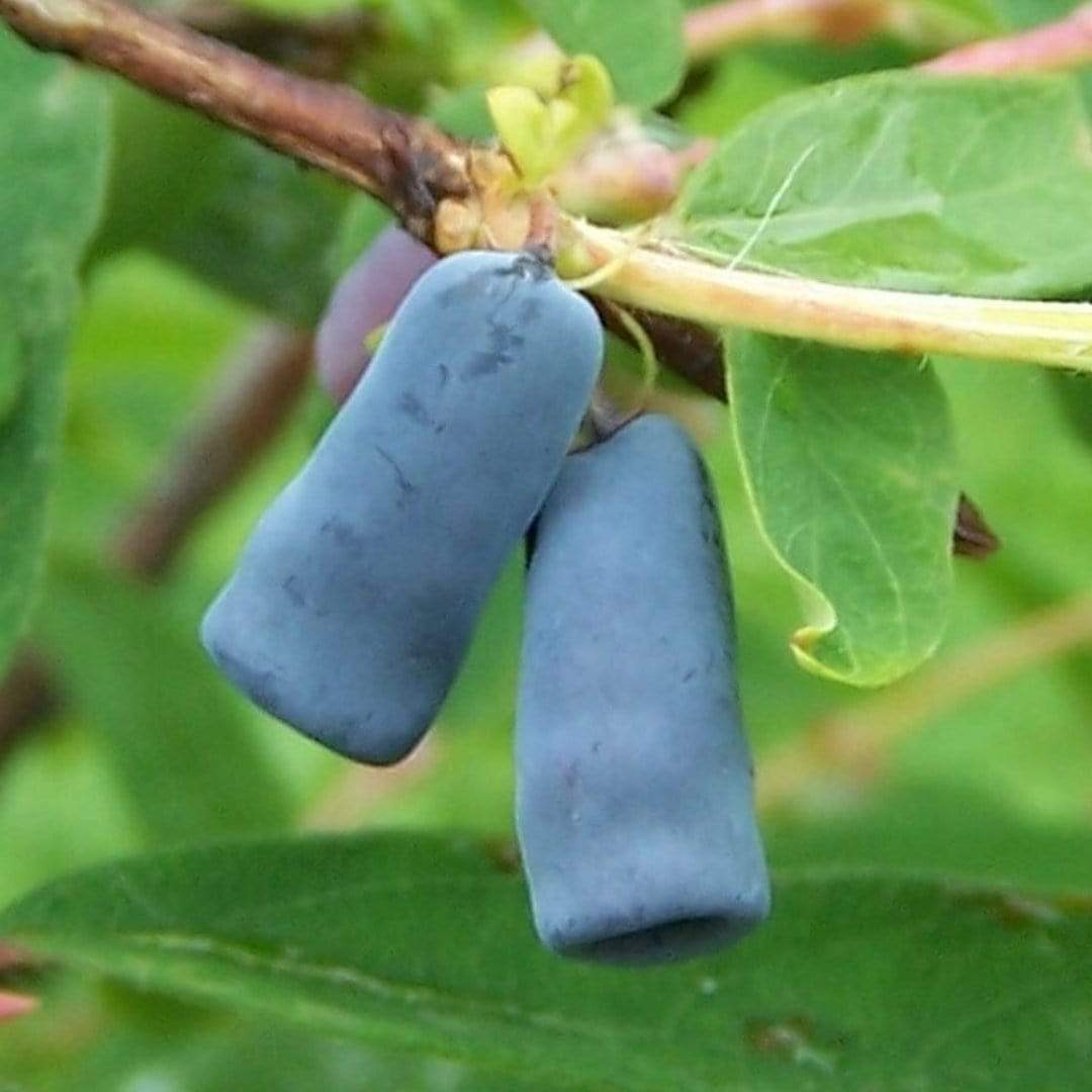 'Morena' Honeyberry Bush