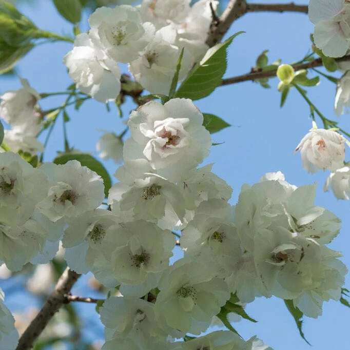 'Mount Fuji' Cherry Blossom Tree | Prunus serrulata 'Shirotae' - Image 3