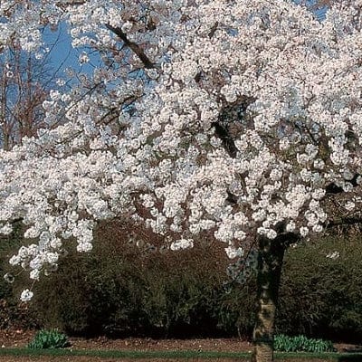 'Mount Fuji' Cherry Blossom Tree | Prunus serrulata 'Shirotae' - Image 4