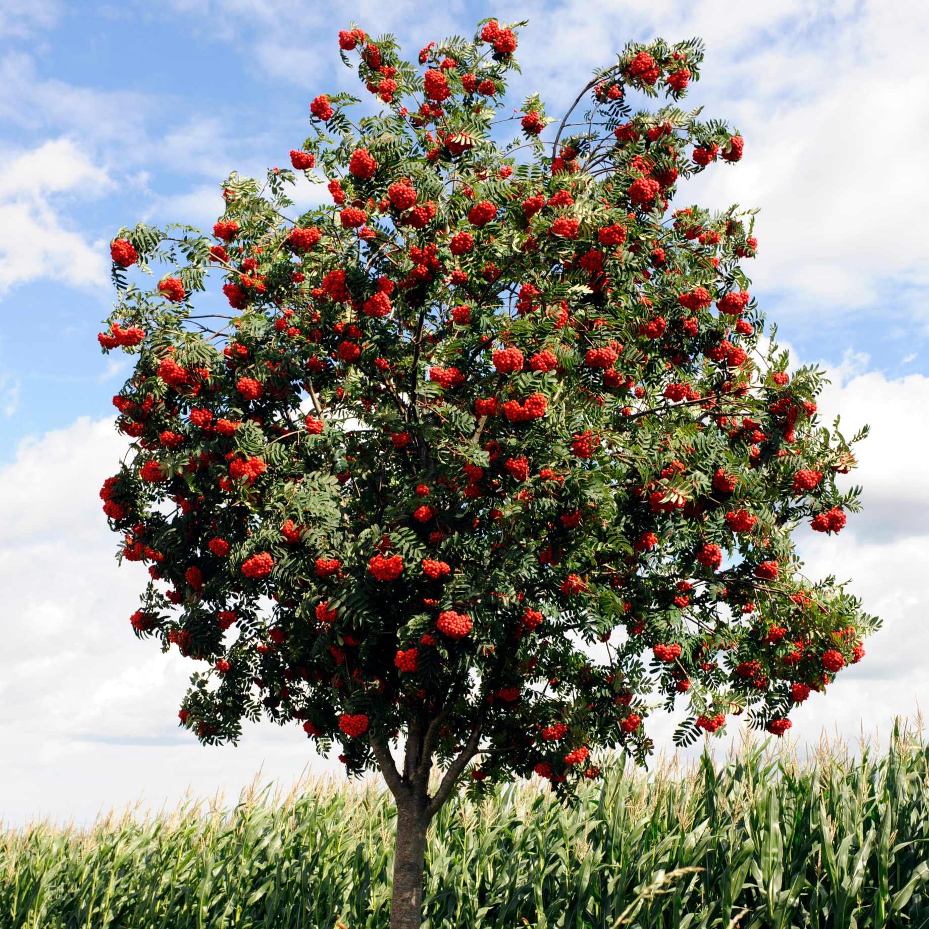 Mountain Ash Rowan Tree | Sorbus aucuparia - Image 10