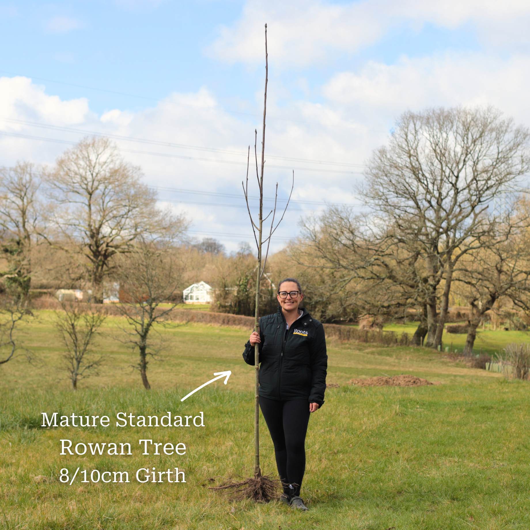 Mountain Ash Rowan Tree | Sorbus aucuparia - Image 11