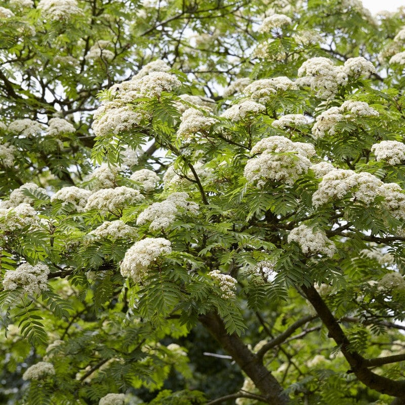 Mountain Ash Rowan Tree | Sorbus aucuparia - Image 3