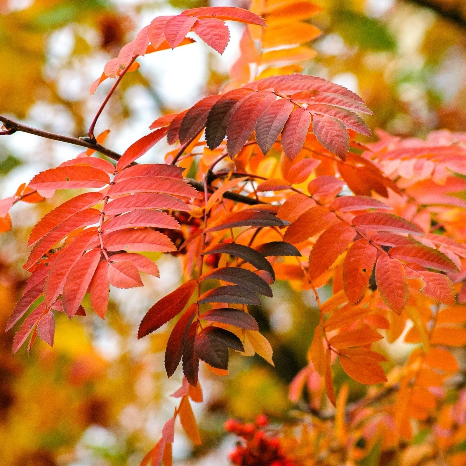 Mountain Ash Rowan Tree | Sorbus aucuparia - Image 4